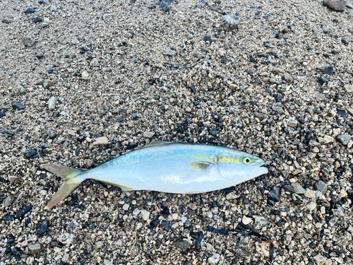 ハマチの釣果