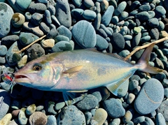 ショゴの釣果