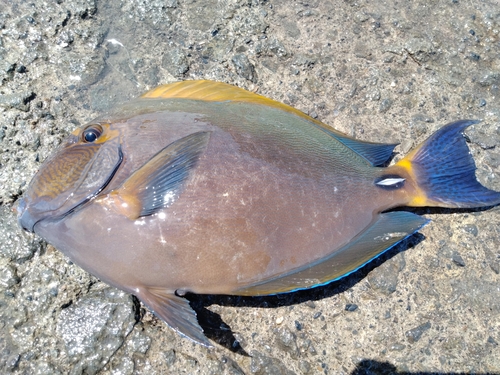 トカジャーの釣果