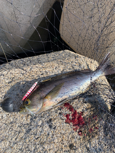 イサキの釣果