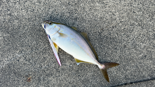 ショゴの釣果