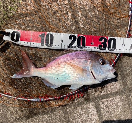 マダイの釣果