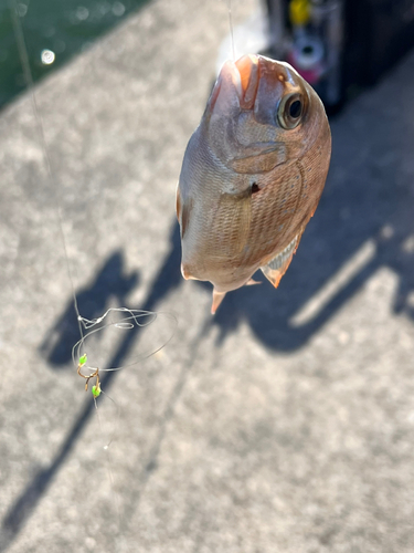 チャリコの釣果