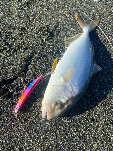 ショゴの釣果