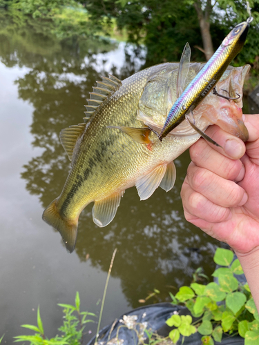 ラージマウスバスの釣果