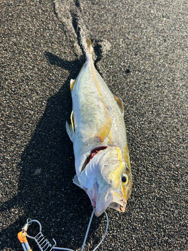 ワカシの釣果