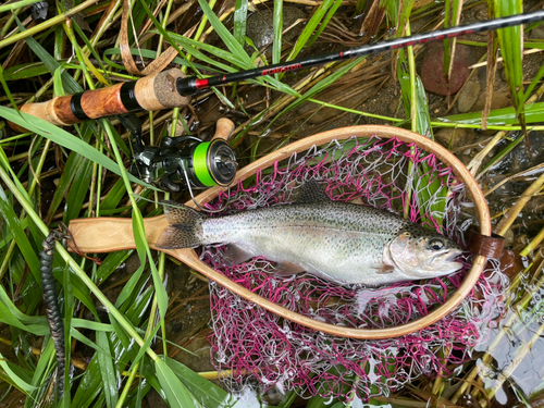 ニジマスの釣果