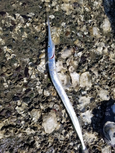 ダツの釣果