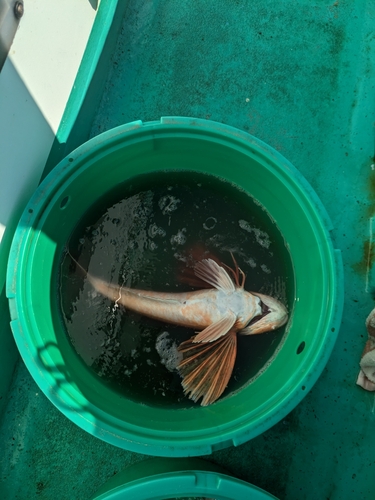 ホウボウの釣果