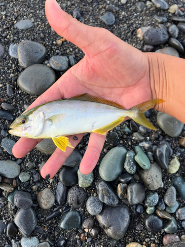 ショゴの釣果