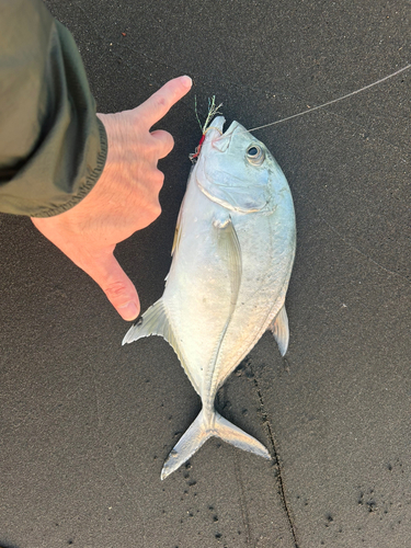 メッキの釣果