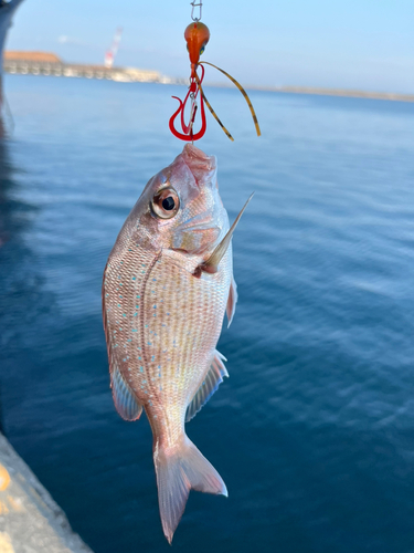 チャリコの釣果