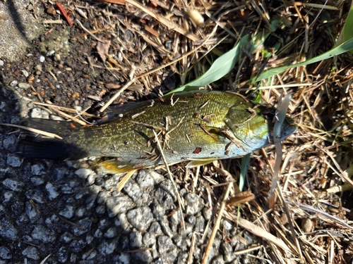 スモールマウスバスの釣果