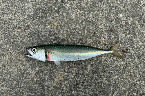 サバの釣果