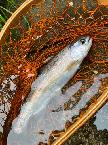 ヤマメの釣果