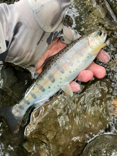 ヤマメの釣果