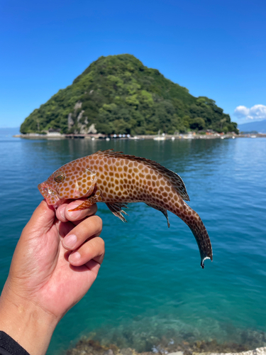 オオモンハタの釣果