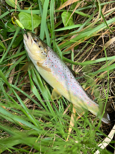 ブラウントラウトの釣果