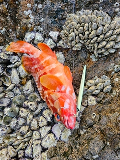 アカハタの釣果