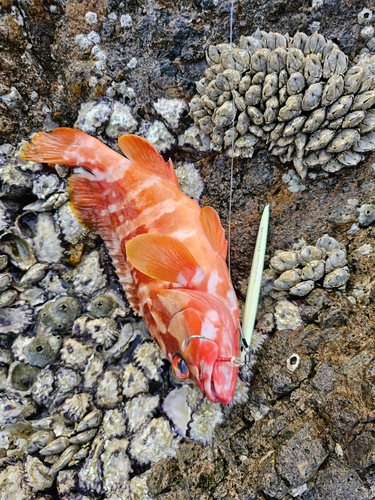 アカハタの釣果