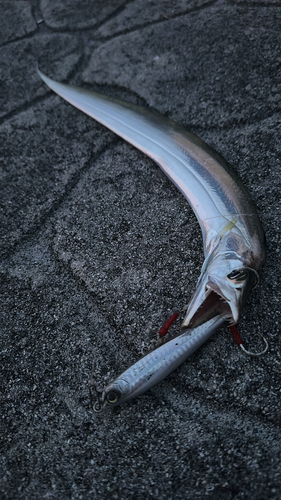 タチウオの釣果