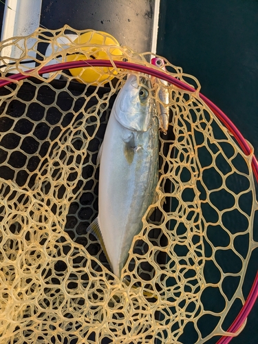 ワカシの釣果