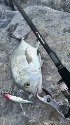 ロウニンアジの釣果