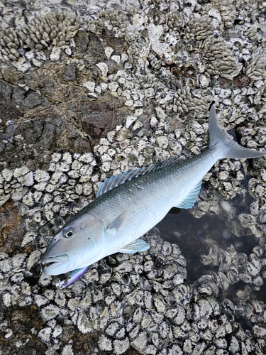 アオチビキの釣果