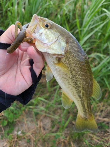 ラージマウスバスの釣果