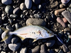 ショゴの釣果