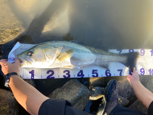 シーバスの釣果