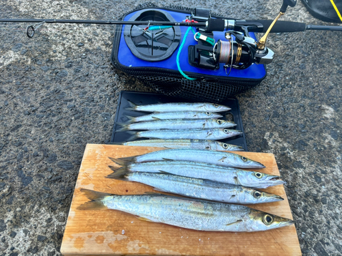 ヤマトカマスの釣果