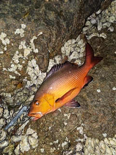 バラフエダイの釣果