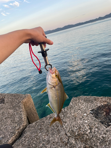 ネリゴの釣果