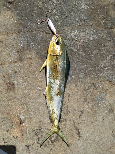 シイラの釣果