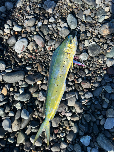 シイラの釣果