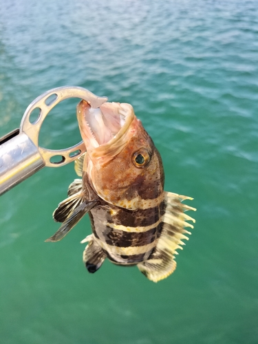 アオハタの釣果