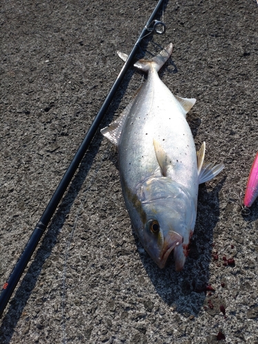 カンパチの釣果