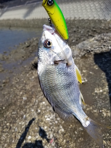 キビレの釣果