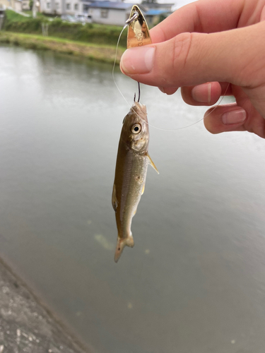 アブラハヤの釣果