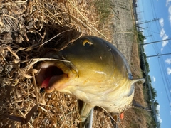 コイの釣果