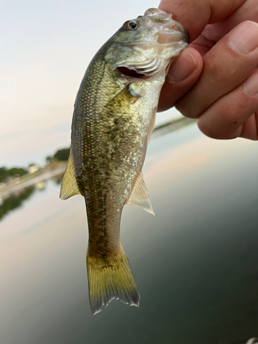 ラージマウスバスの釣果