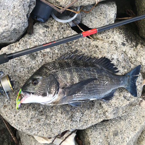 クロダイの釣果