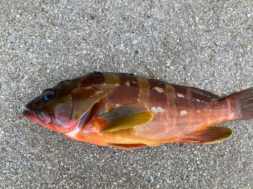 アカハタの釣果