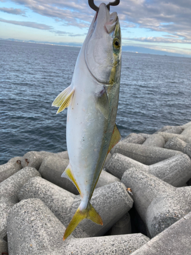 ツバスの釣果