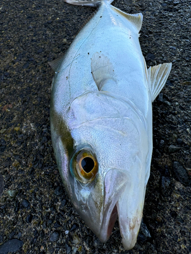 ショゴの釣果