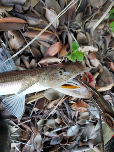 エソの釣果