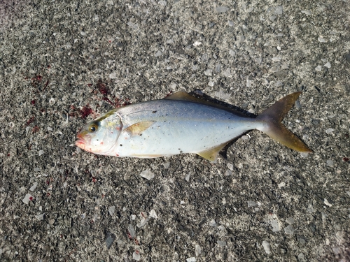 ネイリの釣果