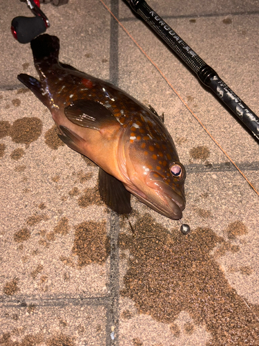 アコウの釣果