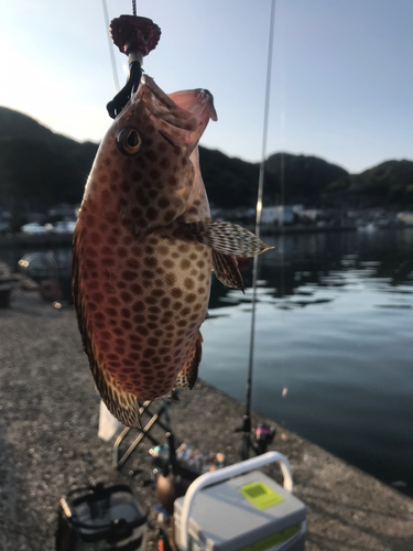 ハタの釣果